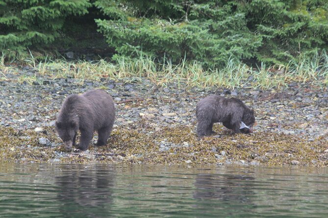 Sitka Sound Marine Wildlife Tour - Explore Marine Wildlife on a Private Sitka Sound Tour for $225