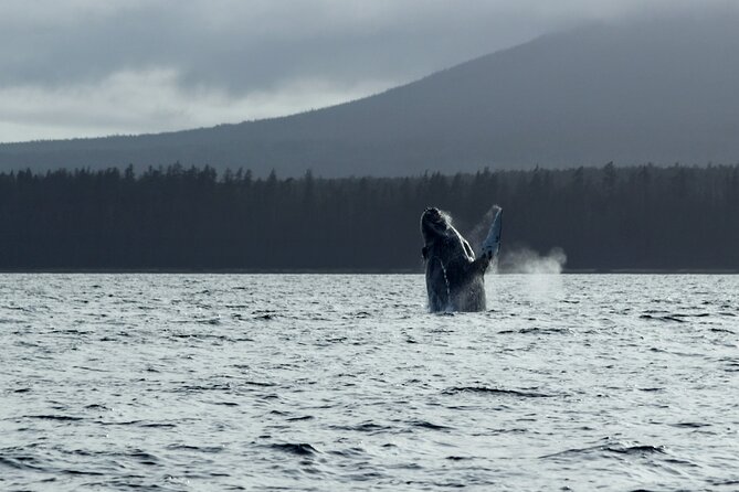 Sitka Sound Marine Wildlife Tour - Key Points