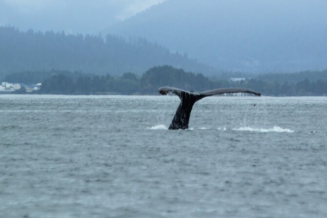 Sitka Sound Marine Wildlife Tour - Spotting Whales and Marine Mammals: The Main Attractions