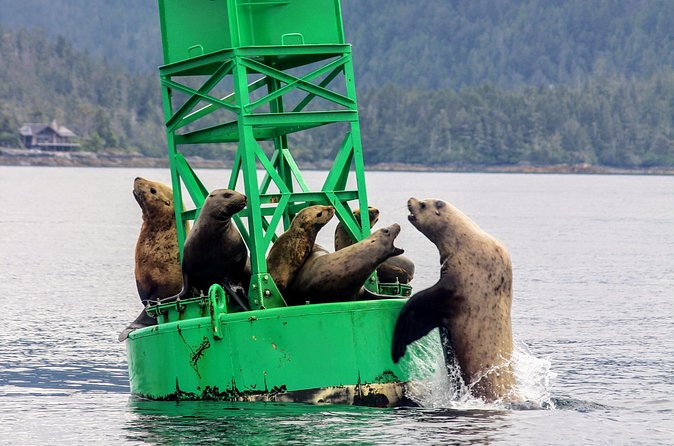 Sitka Sound Marine Wildlife Tour - Enjoying the Comforts and Extras During the Trip