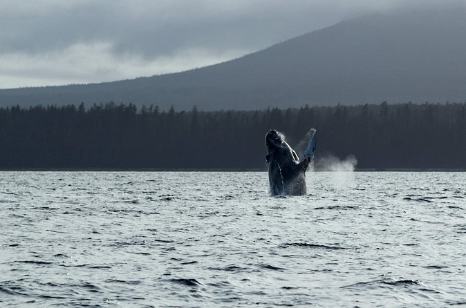 Sitka Sound Marine Wildlife Tour - Flexibility and Cancellation Policies