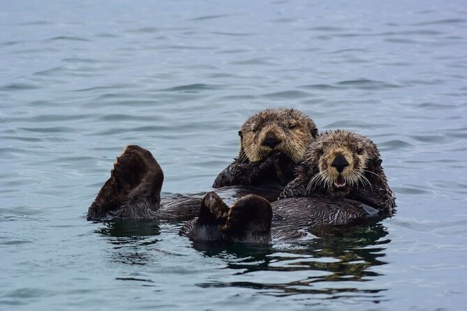 Sitka Whale Watch and Sea Otter Quest - Key Points