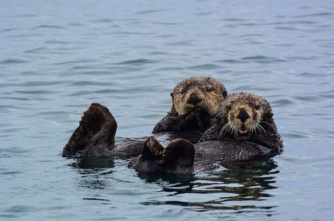 Sitka Whale Watch and Sea Otter Quest - The Experience of the Crew and Guides