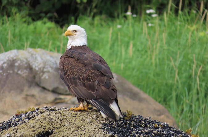 Sitka Whale Watch and Sea Otter Quest - Pricing and Booking Details