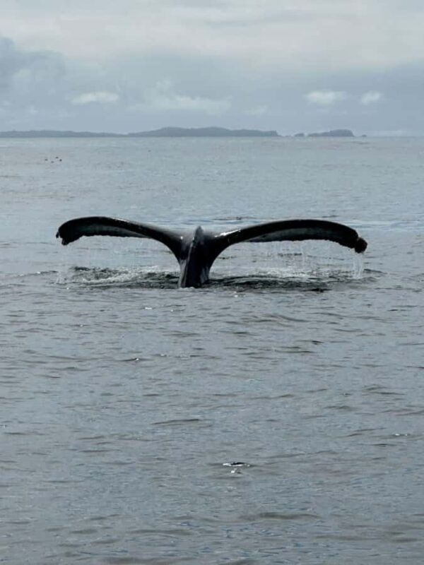 Sitka: Wildlife Boat Tour with Guide - Spot Humpback Whales and Other Marine Giants Close to Sitka