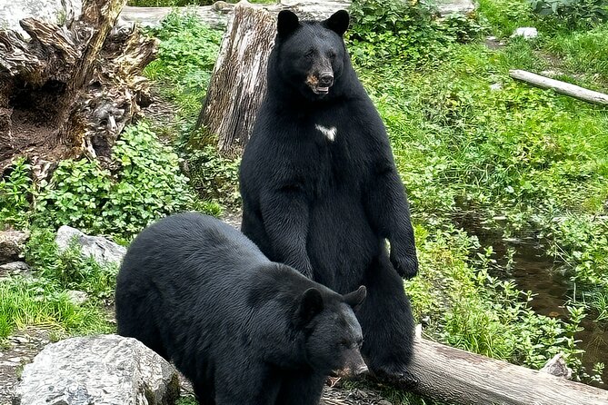 Sitka's Favorite Sites Private Land Tour for 6 (Meal option avail - Scenic Overlooks at Silver Bay
