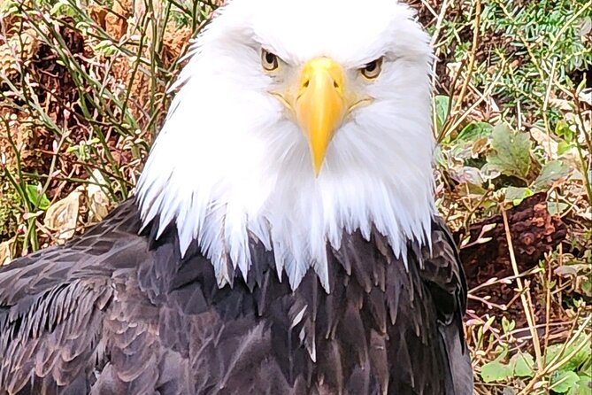Sitka's Favorite Sites Private Land Tour for 6 (Meal option avail - Thimbleberry Lake and Forest Trails