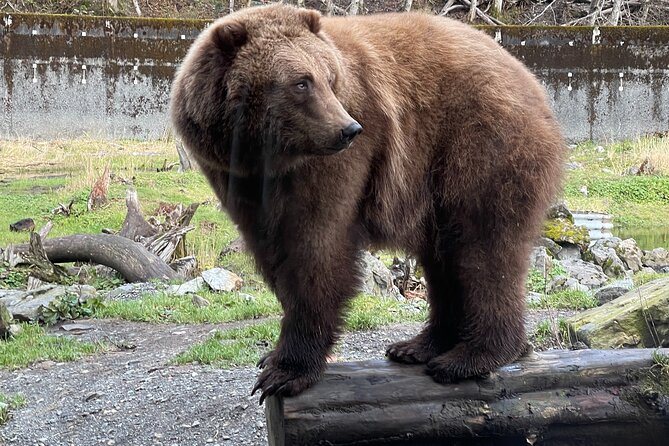 Sitka's Favorite Sites Private Land Tour for 6 (Meal option avail - Accessibility and Personalization for Every Guest