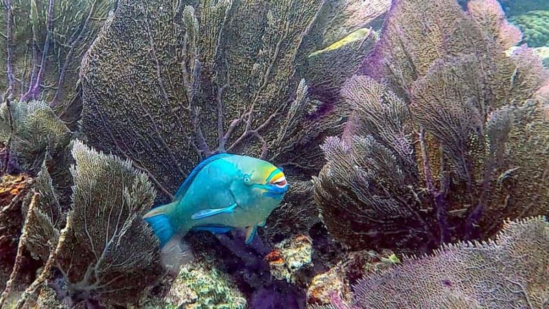 Six Fins Key West: Private Snorkeling Charter with Captain - Discover the Charm of a Private Snorkeling Adventure in Key West