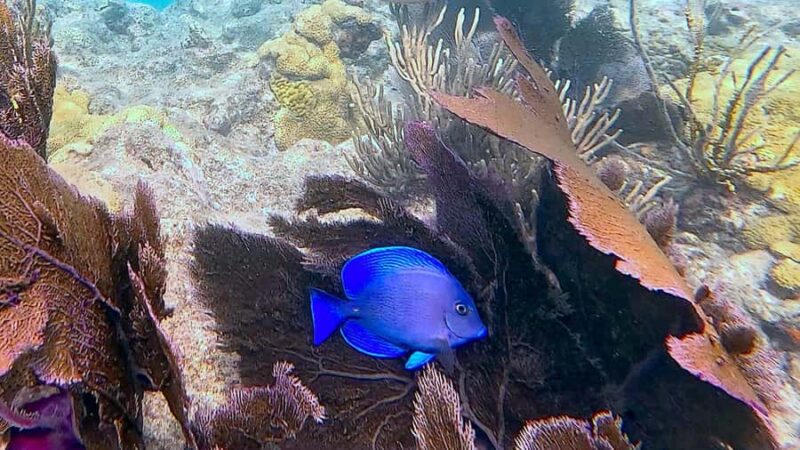 Six Fins Key West: Private Snorkeling Charter with Captain - Private Snorkeling in Calm, Clear Reefs