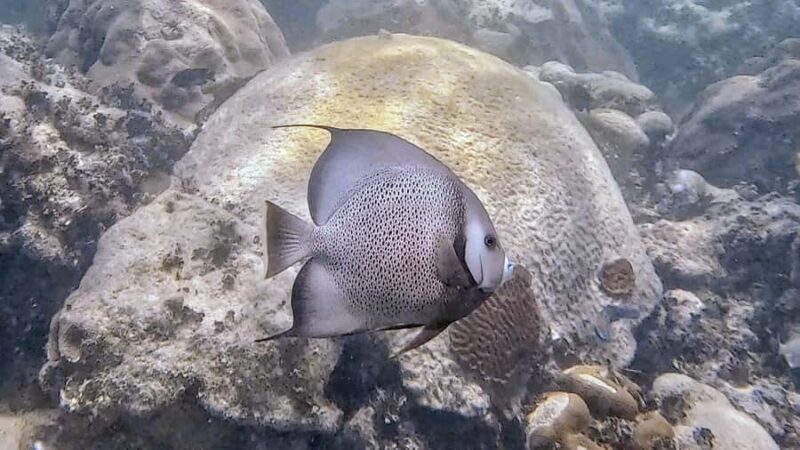 Six Fins Key West: Private Snorkeling Charter with Captain - Reef Exploration at Sand Key and Eastern Dry Rocks