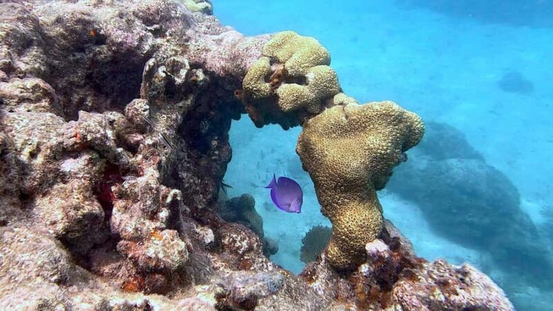 Six Fins Key West: Private Snorkeling Charter with Captain - The Experiences Suitability and Limitations