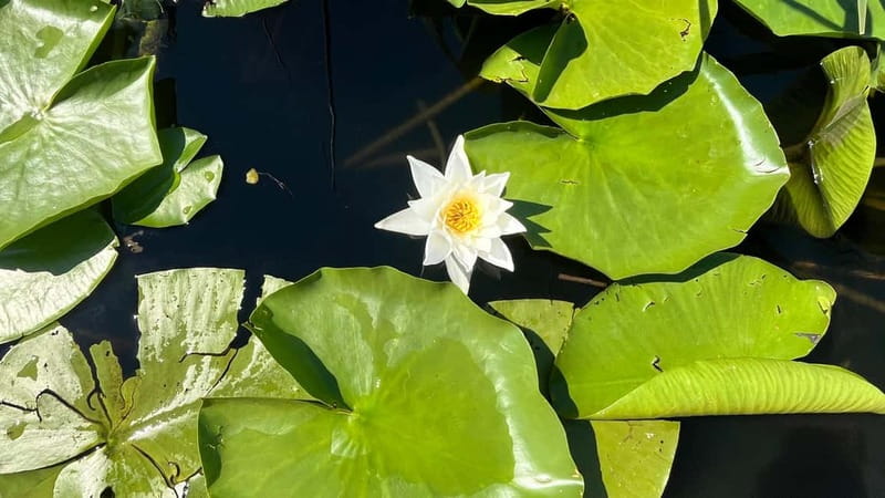 Skadar Lake: 4-Hour Guided tours on Kayak - Cultural and Nature Stops in Vranjina