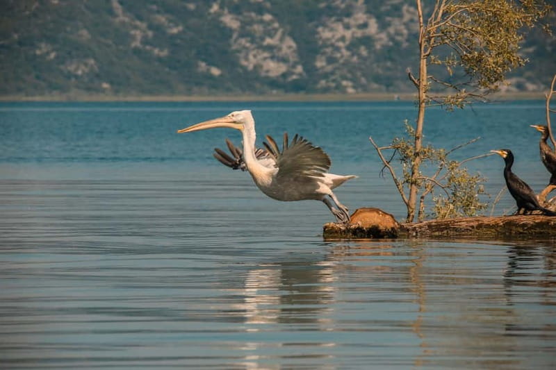 SKADAR LAKE: A national park with amazing flora and fauna! - Visiting the Charming Fishing Villages