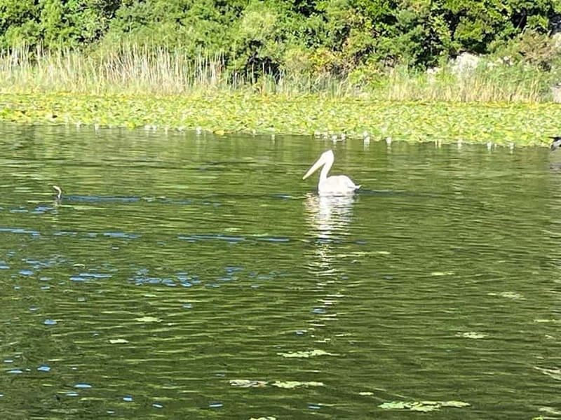 Skadar Lake kayak rent: A Journey Through Tranquility - The Sum Up: Is the Skadar Lake Kayak Rent Right for You?
