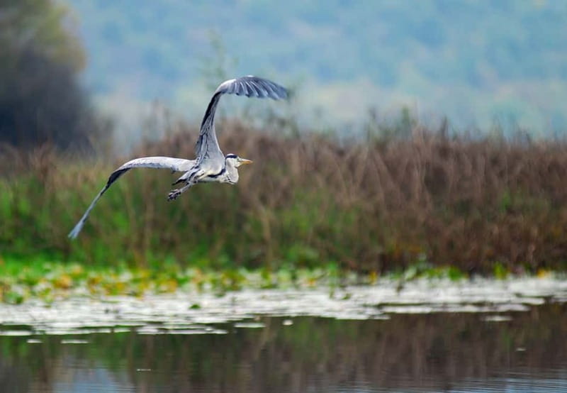Skadar Lake Private Boat Tour with Wine Tasting - Swimming and Refreshments on the Return Journey