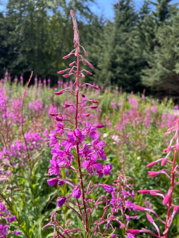 Skagway Scenic Waterfall Tour - Who Will Enjoy This Tour Most