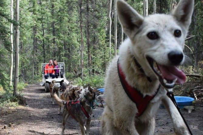 Skagway Shore Excursion: Yukon Discovery Tour - Exploring Caribou Crossing Wildlife Museum and Petting Farm