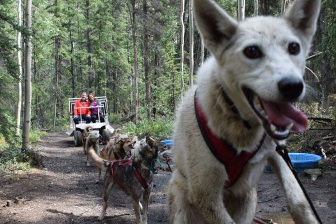 Skagway Shore Excursion: Yukon Dog Sledding and Sightseeing Tour - Starting Point at Yukon Heath’s Popcorn Emporium