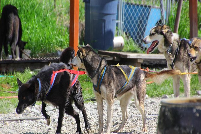 Skagway Shore Excursion: Yukon Dog Sledding and Sightseeing Tour - The Guide and Group Experience
