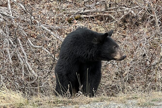 Skagway Waterfall Tour - Guide Expertise and Tour Pacing