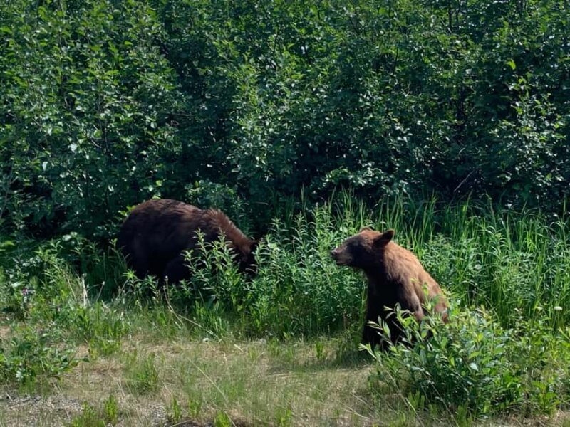 Skagway: Yukon Discovery Tour - Emerald Lake – A Jewel of the Yukon