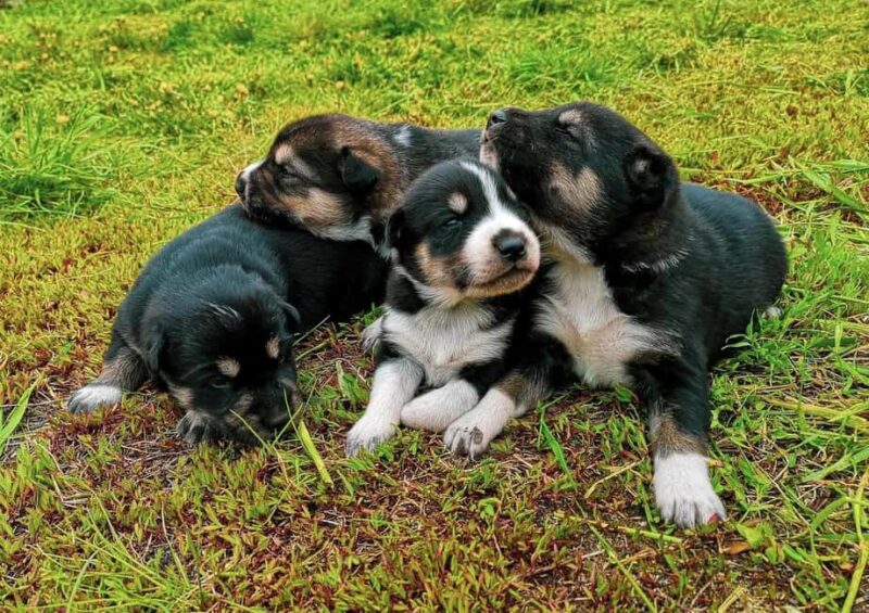 Skagway: Yukon Discovery Tour - Lunch and Puppy Play at a Yukon Dog Mushing Camp