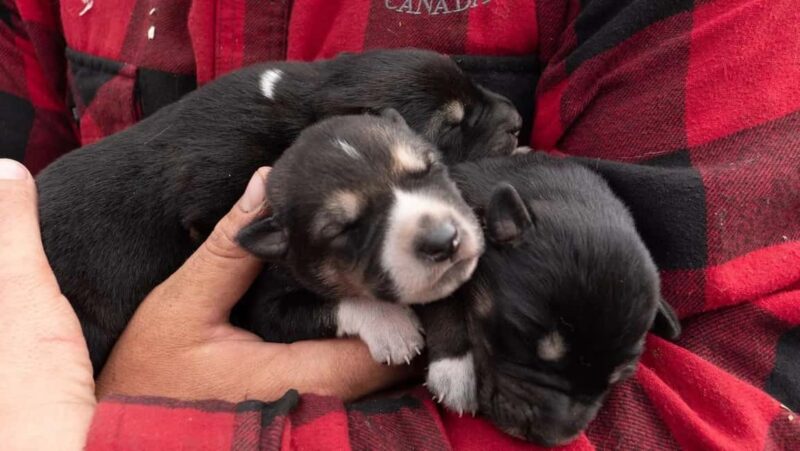 Skagway: Yukon Discovery Tour - Practical Details and Logistics