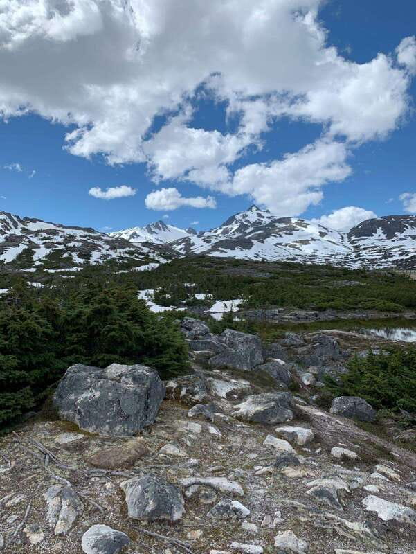 Skagway: Yukon Suspension Bridge & Summit Tour - The White Pass Landscape and Boreal Forest Experience
