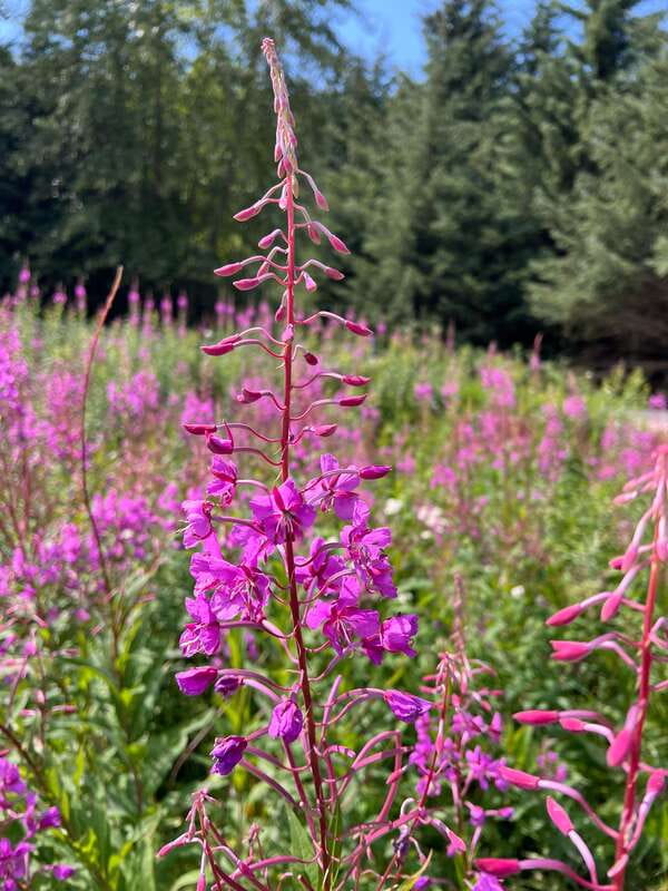 Skagway: Yukon Suspension Bridge & Summit Tour - Who Will Enjoy This Tour Most
