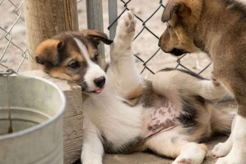 Skagway: Yukon, White Pass, & Husky Sled Camp Combo Tour - Discover the White Pass and Yukon Trail with an Exciting Combo Tour