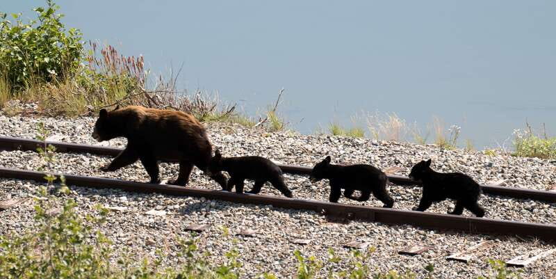 Skagway: Yukon, White Pass, & Husky Sled Camp Combo Tour - Visiting the Sledding Camp and Meeting Huskies