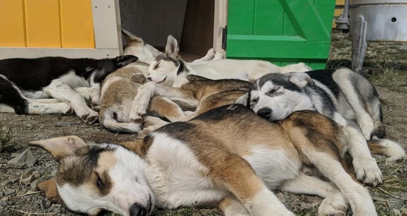 Skagway: Yukon, White Pass, & Husky Sled Camp Combo Tour - The Cost-Effectiveness of the Tour