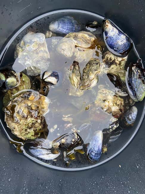 Skibby: Oyster and Blue Mussel Foraging Experience - Key Points