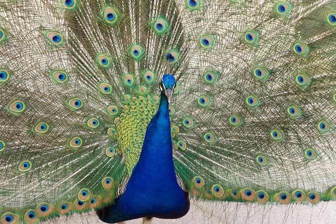 Skip the Line: Ambras Castle in Innsbruck Entrance Ticket - Practical Details: Visiting Times and Accessibility