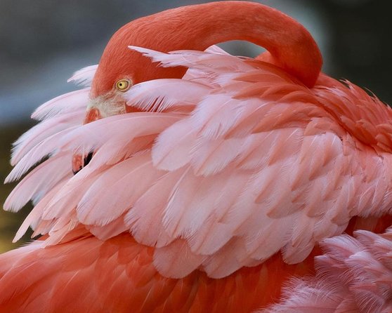 Skip the Line: Flamingo Gardens Admission Ticket in Fort Lauderdale - Discover Flamingo Gardens’ Unique Tropical Beauty and Native Wildlife in Fort Lauderdale