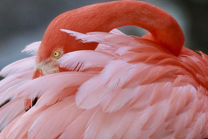 Skip the Line: Flamingo Gardens Admission Ticket in Fort Lauderdale - Key Points
