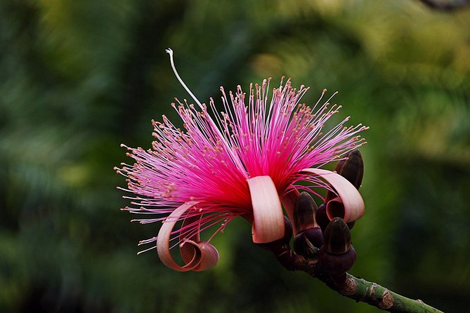 Skip the Line: Flamingo Gardens Admission Ticket in Fort Lauderdale - Wildlife Sanctuary: Native Animals and Birdlife