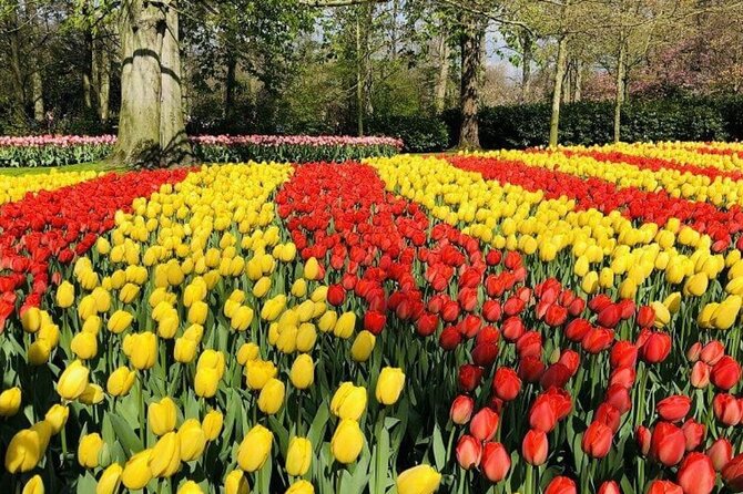 Skip-the-Line Keukenhof Gardens and Tulip Fields Tour from Amsterdam - The Journey Through the Tulip Fields