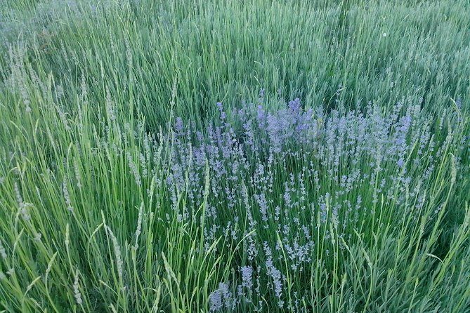 Skip the Line: Medieval Tuida Fortress tours - The Role of the Guide and Tour Format