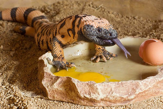 Skip the Line: Springs Preserve in Las Vegas Admission Ticket - Physical Requirements and Accessibility