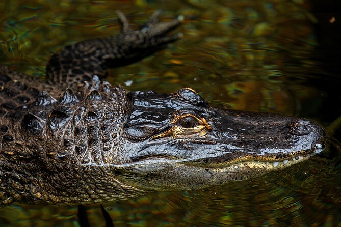 Skip the Line: Virginia Living Museum Admission Ticket - The Sum Up: A Family-Friendly and Educational Stop