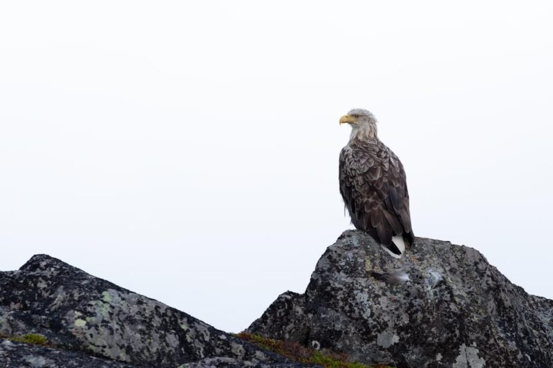 Skjervøy: Orca and Whale-Watching comfort heated Boat Trip - Photography Opportunities on the Arctic Waters