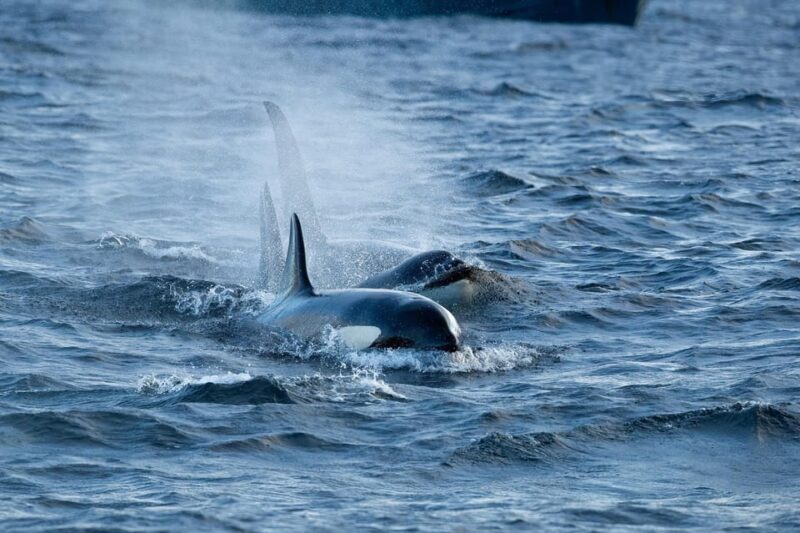 Skjervøy: Orca and Whale-Watching comfort heated Boat Trip - The Sum Up: An Exceptional Arctic Whale-Watching Experience