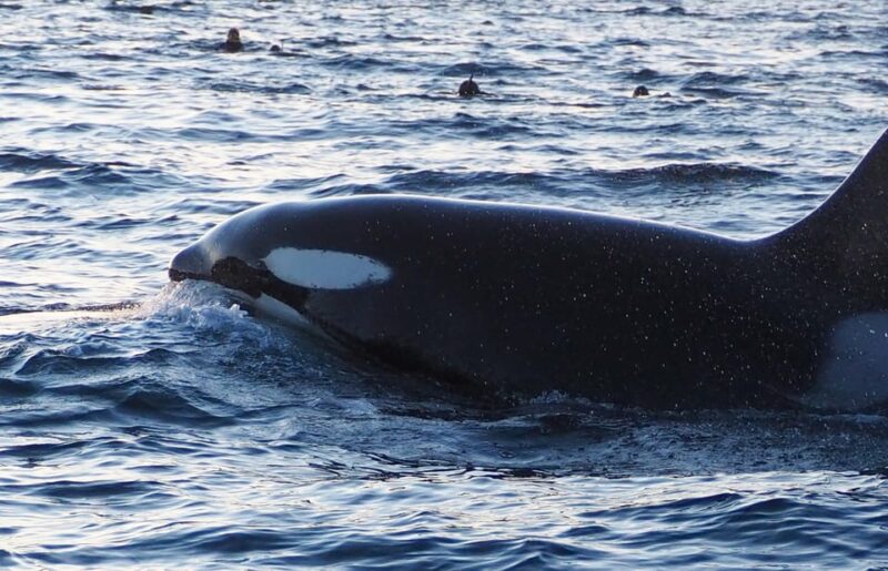 Skjervøy: Whale and Orca Watching Tour by RIB Boat - The Experience of the Crew and Guide