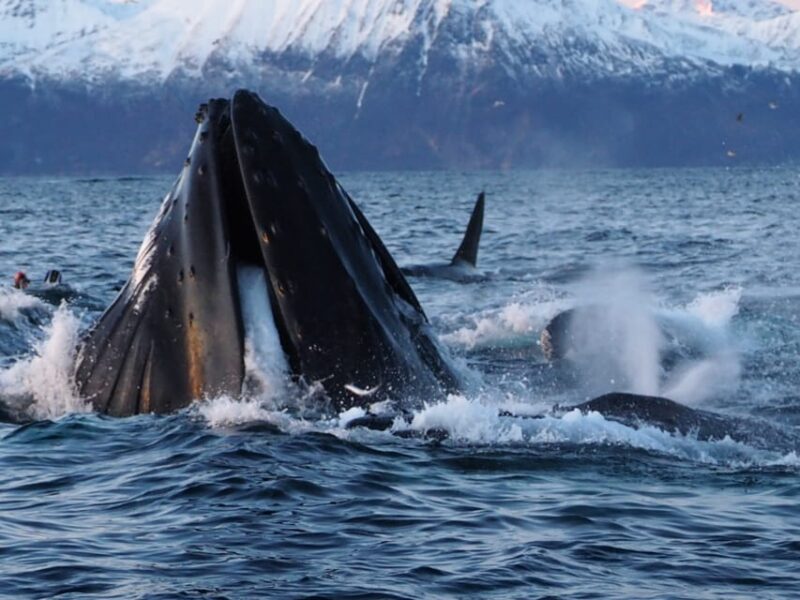 Skjervøy: Whale and Orca Watching Tour by RIB Boat - Weather and Sighting Success