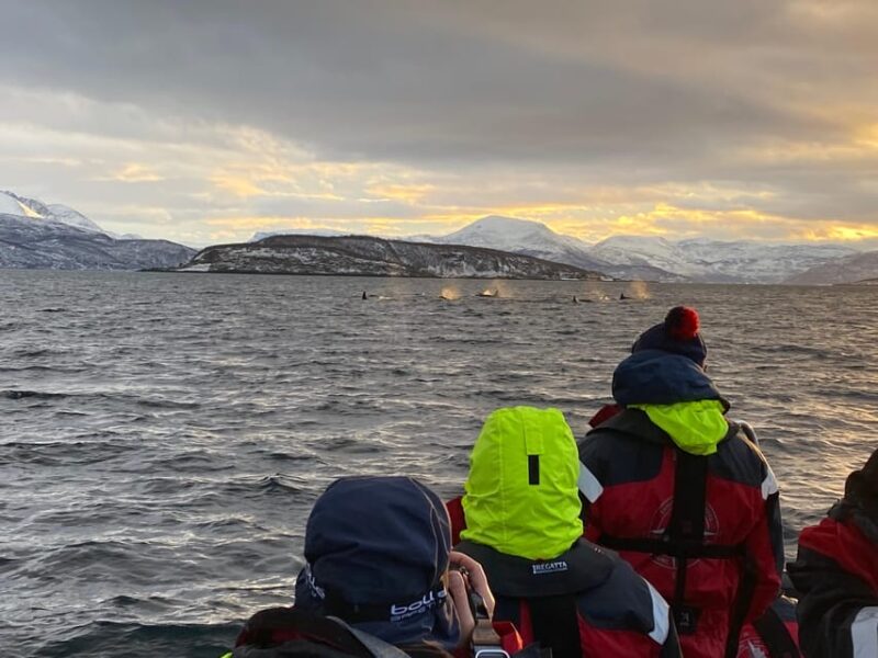 Skjervøy: Whale and Orca Watching Tour by RIB Boat - Skjervøy Whale-Watching by RIB Boat: Final Thoughts