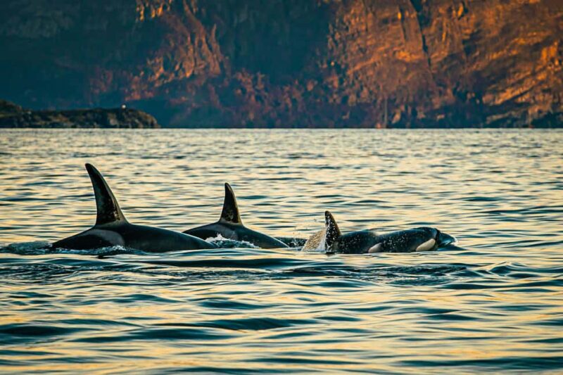 Skjervøy: Whale Watching with RIB Boat and Local Guide - Key Points