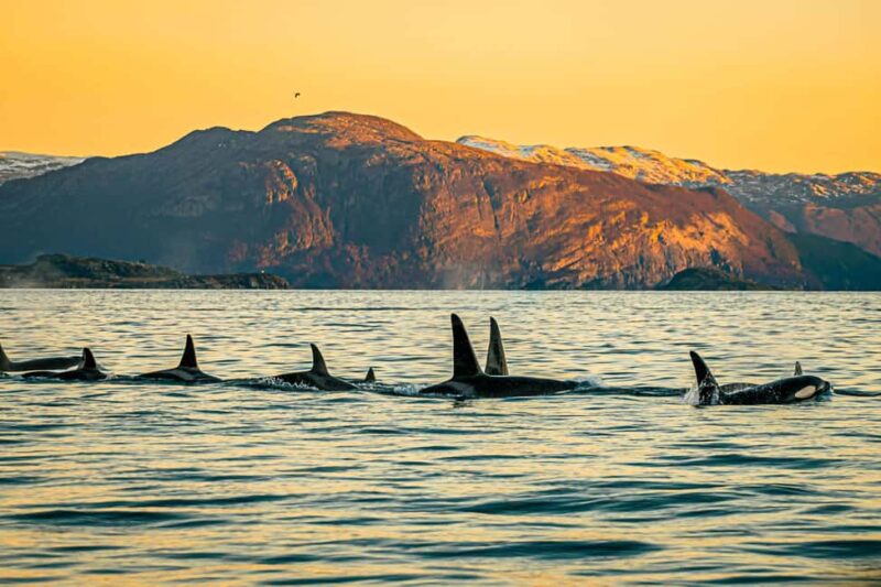 Skjervøy: Whale Watching with RIB Boat and Local Guide - The Starting Point at Strandveien 96 in Skjervøy