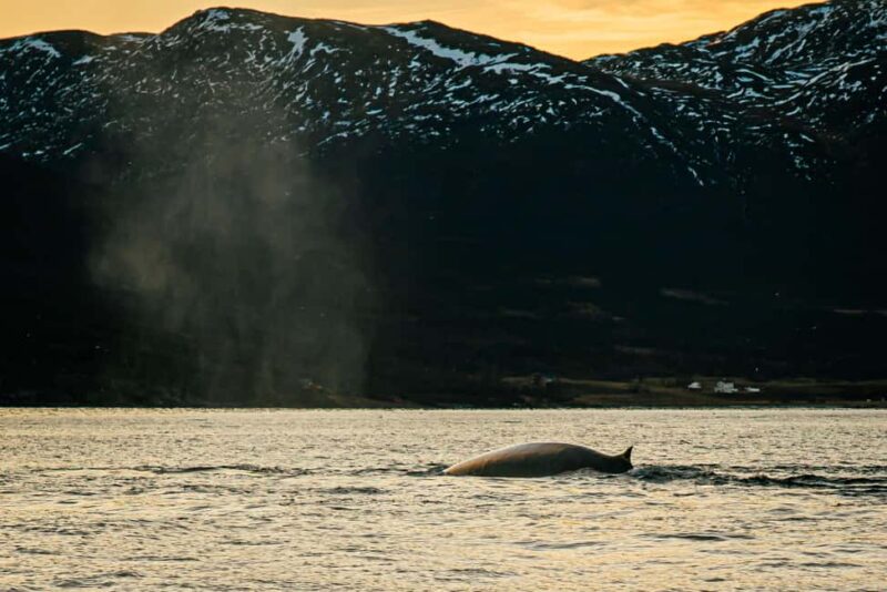 Skjervøy: Whale Watching with RIB Boat and Local Guide - Seeing Killer Whales and Humpback Whales Up Close